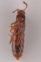 Aleocharinae