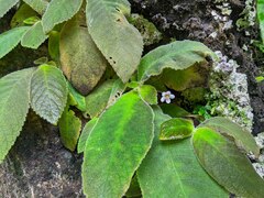 Amalophyllon macrophyllum
