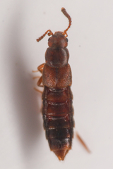 Aleocharinae