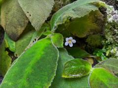 Amalophyllon macrophyllum