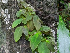 Amalophyllon macrophyllum
