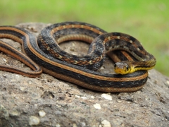 Amphiesma stolatum
