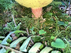 Boletus smithii