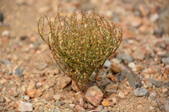 Eriogonum nidularium