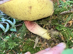 Boletus smithii