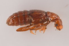 Pselaphinae