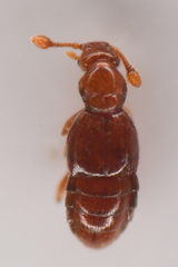 Pselaphinae
