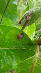 Euschistus servus euschistoides