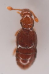Pselaphinae