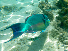 Chlorurus microrhinos