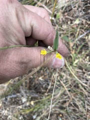 Hieracium scouleri