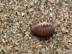 Pusula solandri