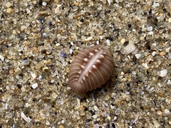 Pusula solandri