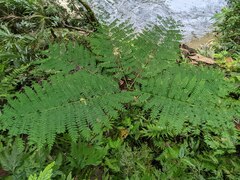 Jacaranda mimosifolia