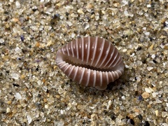 Pusula solandri