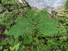 Jacaranda mimosifolia