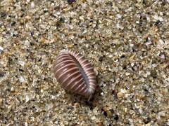Pusula solandri