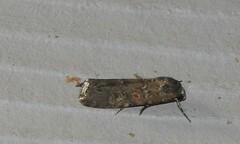 Spodoptera exigua