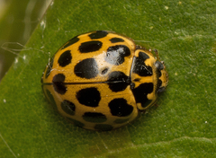 Harmonia conformis