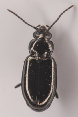Bembidion