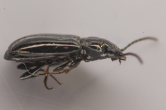 Bembidion