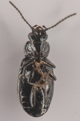 Bembidion