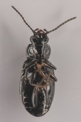Bembidion