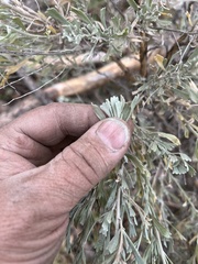 Artemisia tridentata