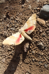 Pachysphinx occidentalis