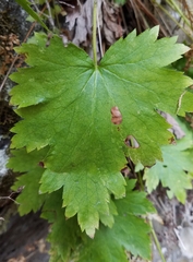 Heuchera glabra