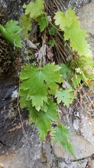 Heuchera glabra