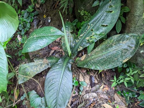 Dieffenbachia parlatorei, photograph 1