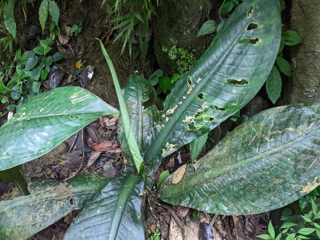 Dieffenbachia parlatorei