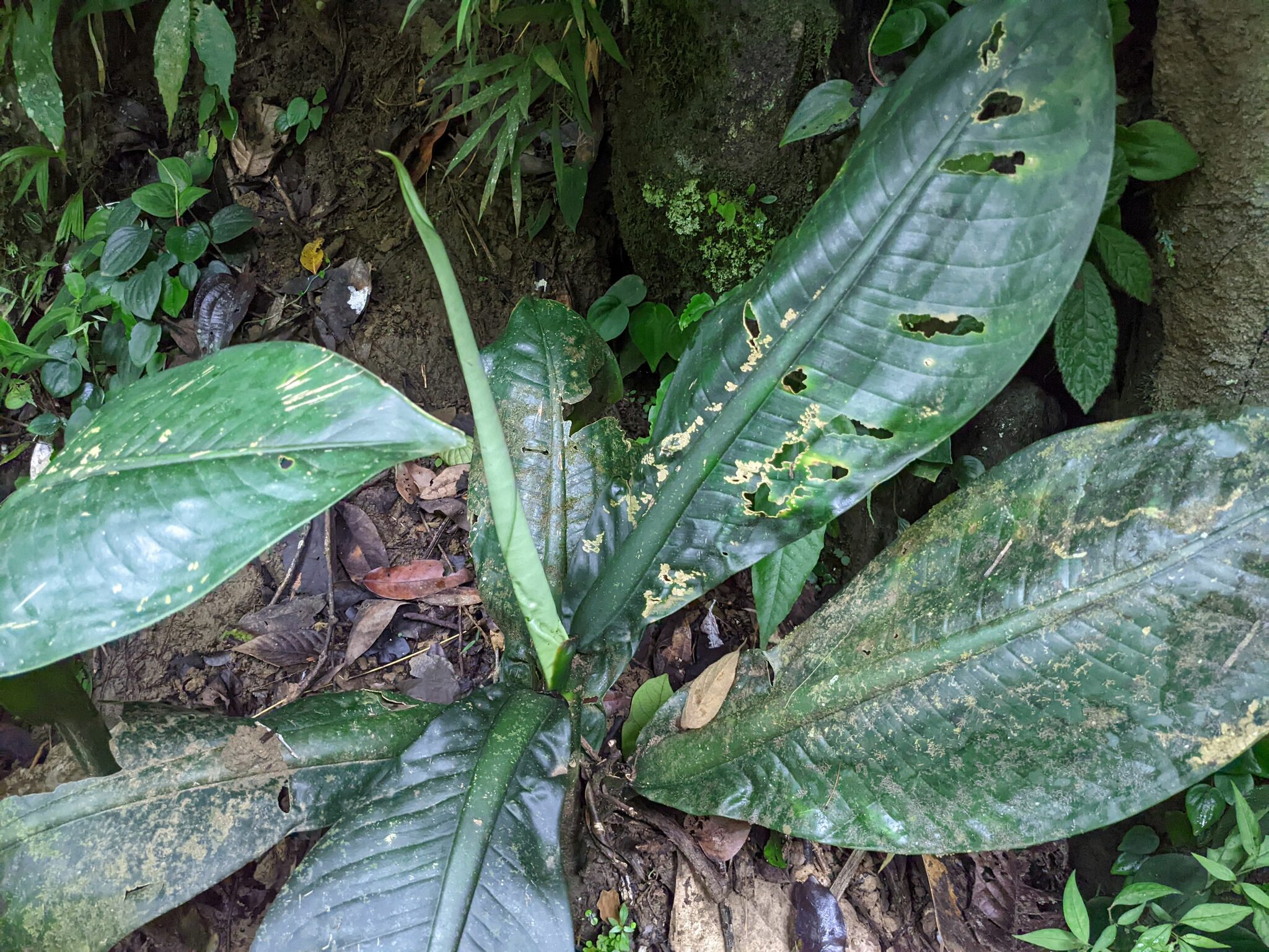 Dieffenbachia Parlatorei (Dieffenbachia parlatorei)