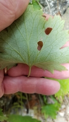 Heuchera glabra
