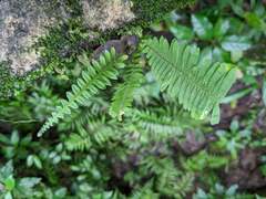 Polypodioideae