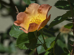 Rosa nutkana