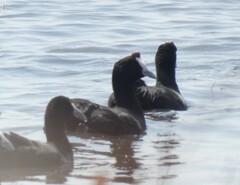 Fulica cristata