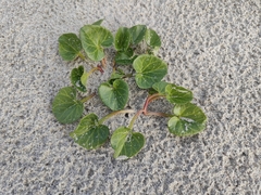 Calystegia soldanella