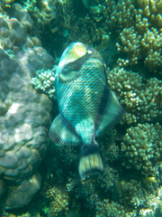 Balistoides viridescens