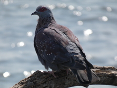 Columba guinea