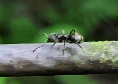 Dolichoderus bispinosus