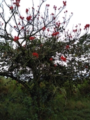 Erythrina abyssinica