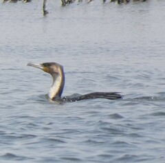 Phalacrocorax carbo lucidus