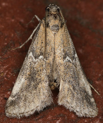Alpheias transferens