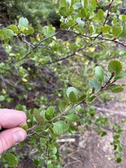 Betula nana