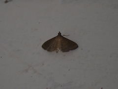 Herpetogramma licarsisalis