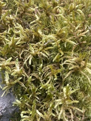 Pleurozium schreberi