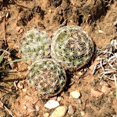 Escobaria vivipara arizonica