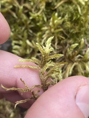 Pleurozium schreberi